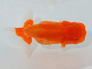 埼玉らんちう会 研究会 脇行司二　惣川正気