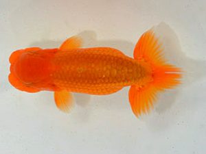 埼玉らんちう会　研究会　西大関　本山隆史