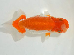 埼玉らんちう会　研究会　取締一　水村伸行