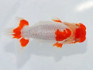 埼玉らんちう会 研究会 西関脇　惣川正気