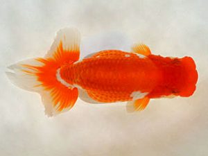 埼玉らんちう会 研究会 東小結　山口辰也