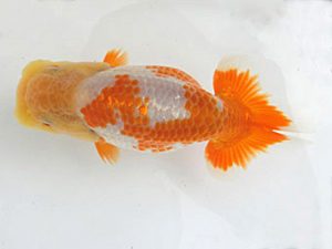 志摩紅鱗会　研究会　西大関　小濱照明　松阪市
