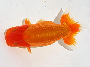 静岡らんちう同好会　研究会　東大関　松本芳夫