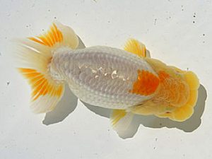 静岡らんちう同好会　研究会　立行司　海野貴史