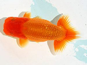 静岡らんちう同好会　研究会　東取締　松本芳夫