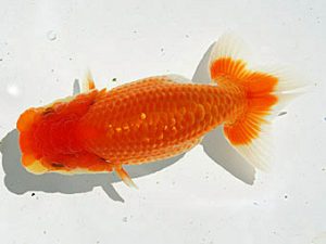 静岡らんちう同好会　研究会　西取締　金田　明