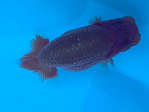 湘南らんちゅう会　研究会　2位　竹之内博幸 