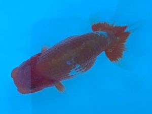 湘南らんちゅう会　研究会　3位　熊澤　誠