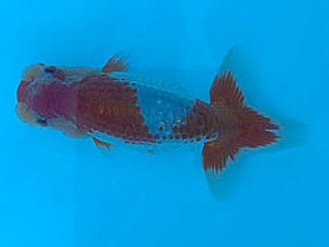 湘南らんちゅう会　研究会　4位　安田英一 