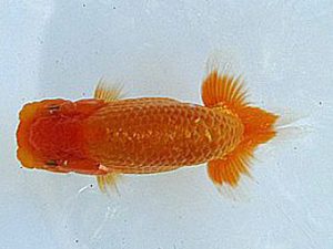 若葉会　研究会　1位　八木博明
