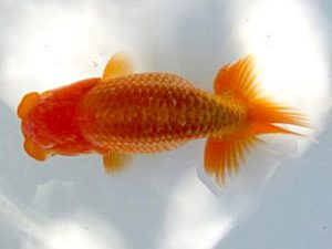 若葉会　第一回研究会　2位　杉浦久敏