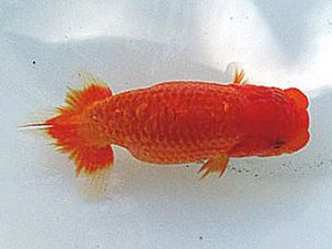 若葉会　研究会　3位　伊藤幸泰