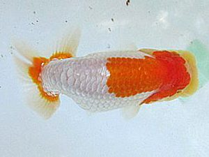 若葉会　研究会　4位　上田彬斗