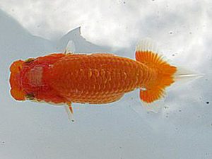 若葉会　研究会　5位　金　成年