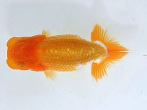 山梨錦城会　研究会　二位　平野良則