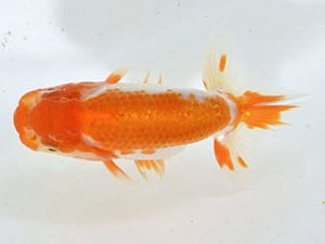 山梨錦城会　研究会　三位　杉浦憲治