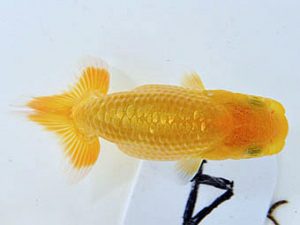 山梨錦城会　研究会　四位　志村雄二