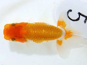 山梨錦城会　研究会　五位　林部春雄