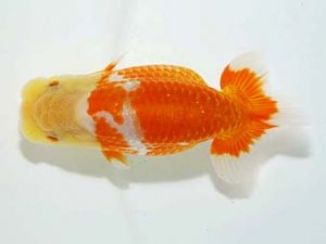 横浜観魚会　研究会　1位　鈴木友来