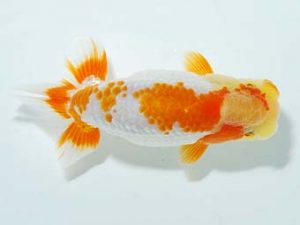 横浜観魚会 研究会 11位　佐藤徳正