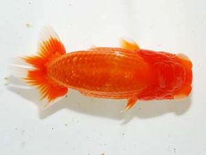 横浜観魚会 研究会 12位　齋藤一成