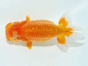 横浜観魚会 研究会 13位　加藤貞信