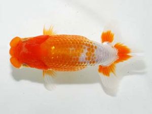 横浜観魚会 研究会 14位　小山徹志