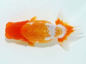 横浜観魚会 研究会 15位　竹内誠司