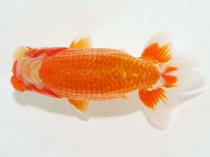 横浜観魚会 研究会 16位　篠　孝利