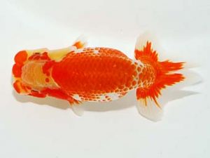 横浜観魚会　研究会　2位　鈴木貴光