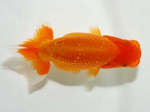 横浜観魚会　研究会　3位　河瀬　登