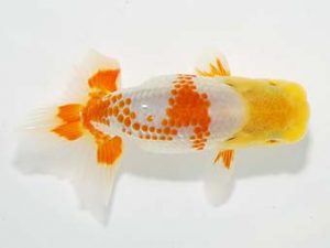 横浜観魚会　研究会　5位　瀬野正樹