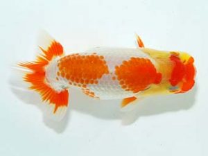 横浜観魚会 研究会 7位　瀬野正樹