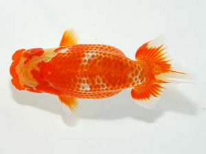 横浜観魚会 研究会 8位　鈴木貴光