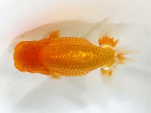 研究会　1位　秋元和男