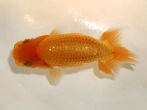 研究会 11位　佐藤保行