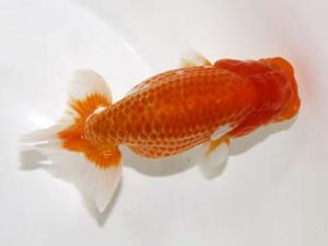 研究会　2位　堀切輝雄