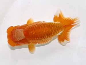 研究会　3位　能勢重徳