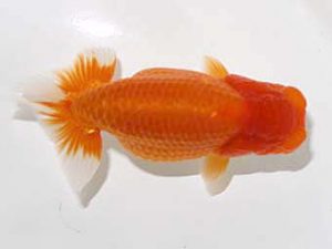 研究会　4位　秋元和男