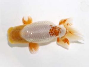 研究会　5位　秋元和男