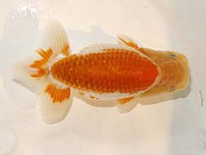 研究会 6位　作本守聡