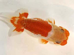 研究会 7位　野上　清