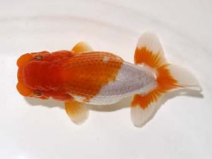 研究会 8位　和田明男