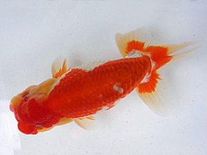 知多昇蘭会　東大関　山口広隆　津