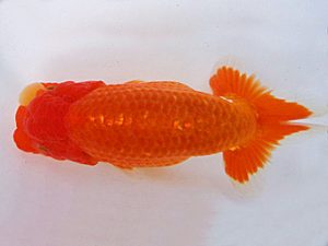 知多昇蘭会　西大関　榊原英樹　武豊