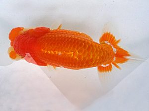 知多昇蘭会　東取締　山根晃一　鈴鹿