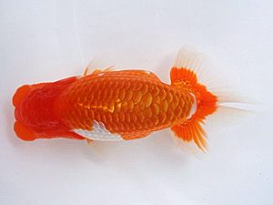 知多昇蘭会　西取締　田中　宏　武豊