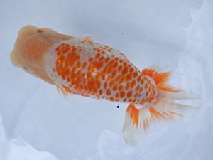 知多昇蘭会　東大関　榊原輝和　半田