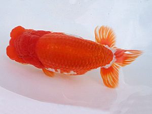 知多昇蘭会　立行司　榊原英樹　武豊