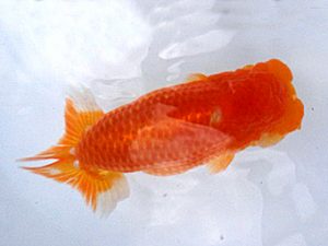 知多昇蘭会　西取締　南　信一郎　知多